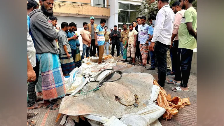 যাত্রীবাহী বাস থেকে সাড়ে ১২ মণ অবৈধ শাপলাপাতা মাছ জব্দ