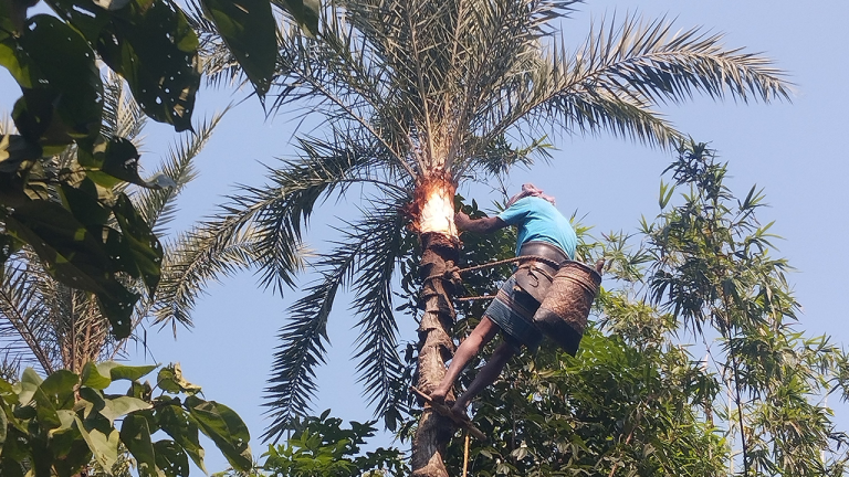 মানিকগঞ্জে শুরু হয়েছে খেঁজুরের রস আহরণের প্রস্তুতি