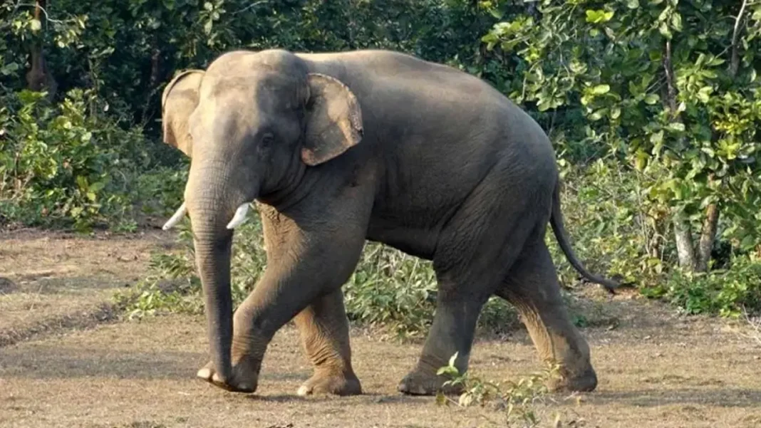 বন্যহাতির আক্রমণে প্রাণ গেল কৃষকের